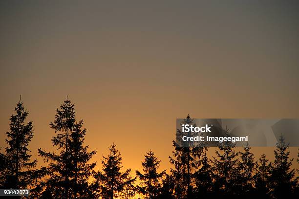 Evergreen Forme In Un Tramonto - Fotografie stock e altre immagini di Albero - Albero, Albero sempreverde, Area selvatica