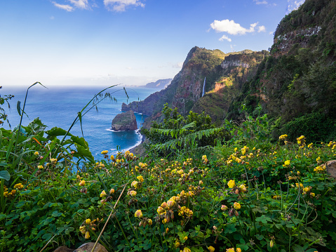 Coast at Madeira with flowers