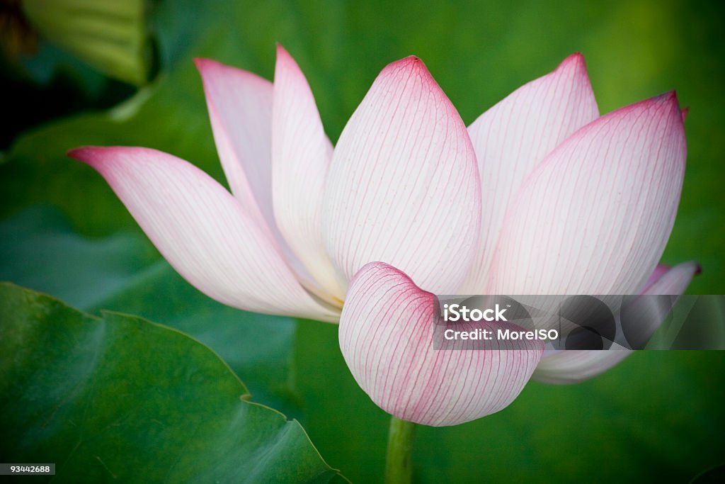 Lily - Foto de stock de Beleza royalty-free