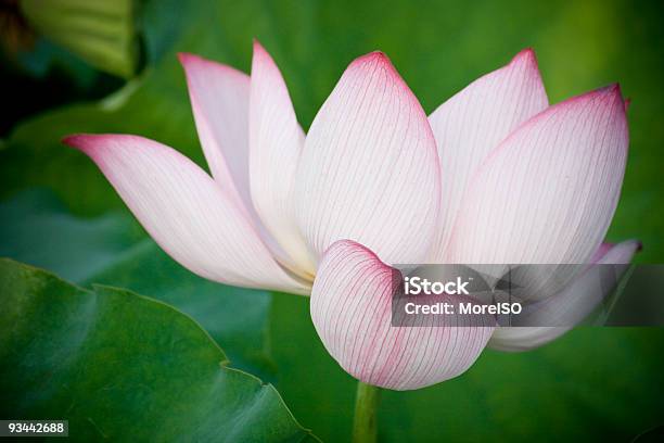 Foto de Lily e mais fotos de stock de Beleza - Beleza, Beleza natural - Natureza, Botânica - Assunto