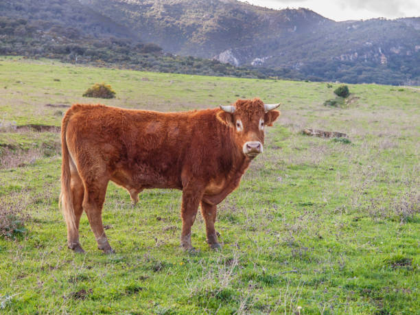 istock Retinto bull on a green meadow in andalusia, spain 934428216