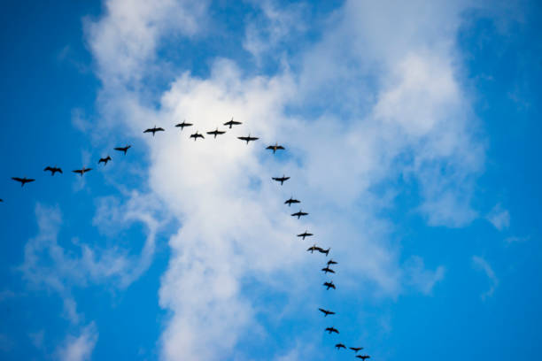 istock Group of Common crane  in the cloudy sky above 934428236