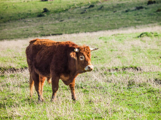 istock Retinto bull on a green meadow in andalusia, spain 934428244