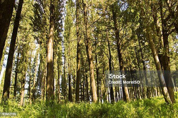 Bosque De Hadas Foto de stock y más banco de imágenes de Abeto - Abeto, Aire libre, Aislado