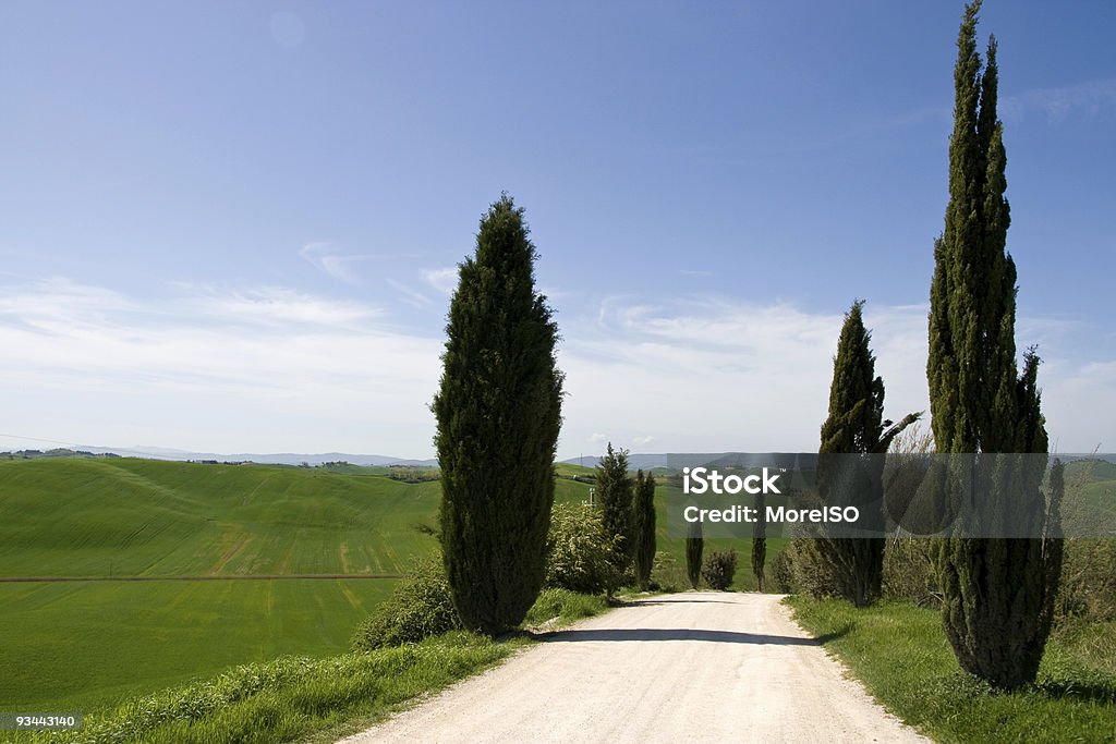 Cypress деревьев в Тоскане - Стоковые фото Без людей роялти-фри