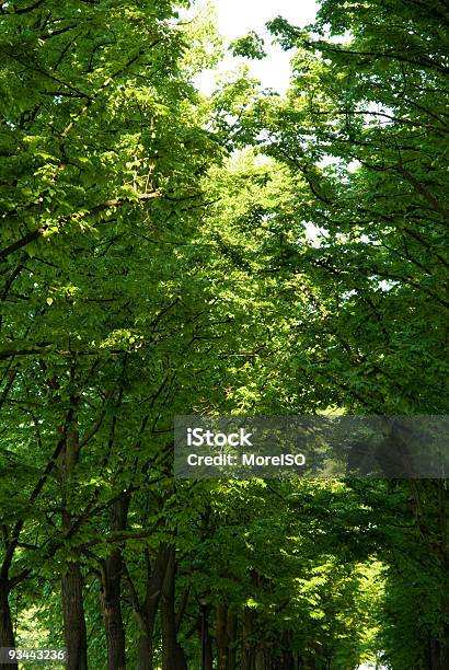 Foto de Copas De Árvores e mais fotos de stock de Acima - Acima, Alto - Descrição Geral, Arvoredo
