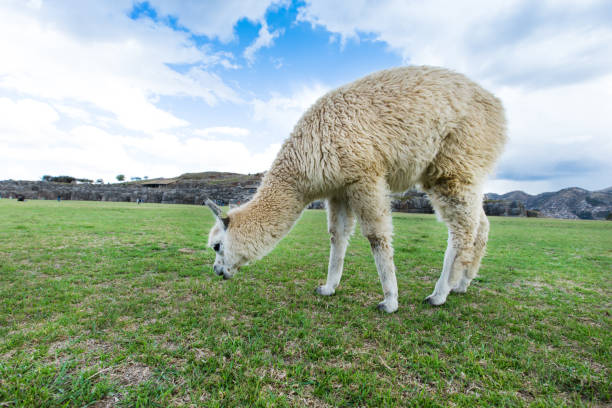 istock lamas in Andes,Mountains, Peru 934434356