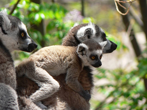 Lemur Family Stock Photo - Download Image Now - Ring-Tailed Lemur, Africa,  Animal - iStock