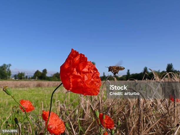 Poppy Blossom With Bee Stock Photo - Download Image Now - Affectionate, Agricultural Field, Aspirations