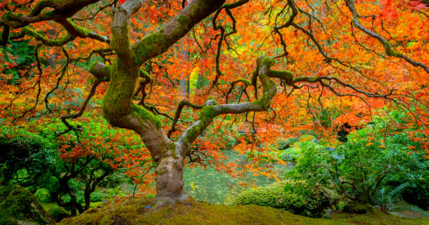 Japanese Maple tree fall color Portland Japanese Garden. One of the large Japanese maple trees in the Portland Japanese Garden, Portland, Oregon. portland japanese garden stock pictures, royalty-free photos & images