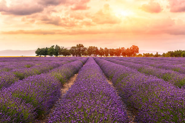 valensole-terra de lavanda, pôr do sol, 2 - lavender field - fotografias e filmes do acervo