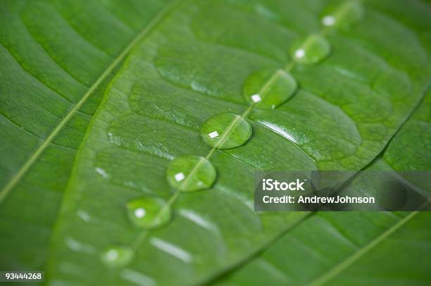Plant Wassertropfen Stockfoto und mehr Bilder von Bildhintergrund - Bildhintergrund, Bildschärfe, Blatt - Pflanzenbestandteile