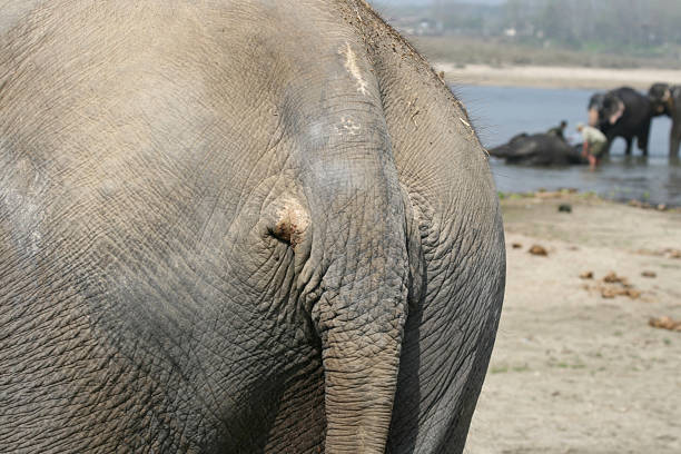 elefante costas - safari animals elephant rear end animal nose - fotografias e filmes do acervo