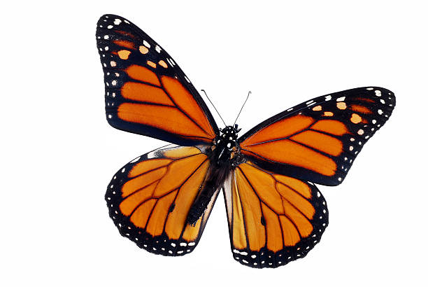 pusta monarch butterfly - butterfly monarch butterfly spring isolated zdjęcia i obrazy z banku zdjęć