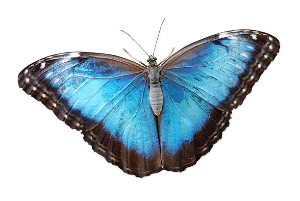 istock Isolated blue morpho menelaus Butterfly 93444676