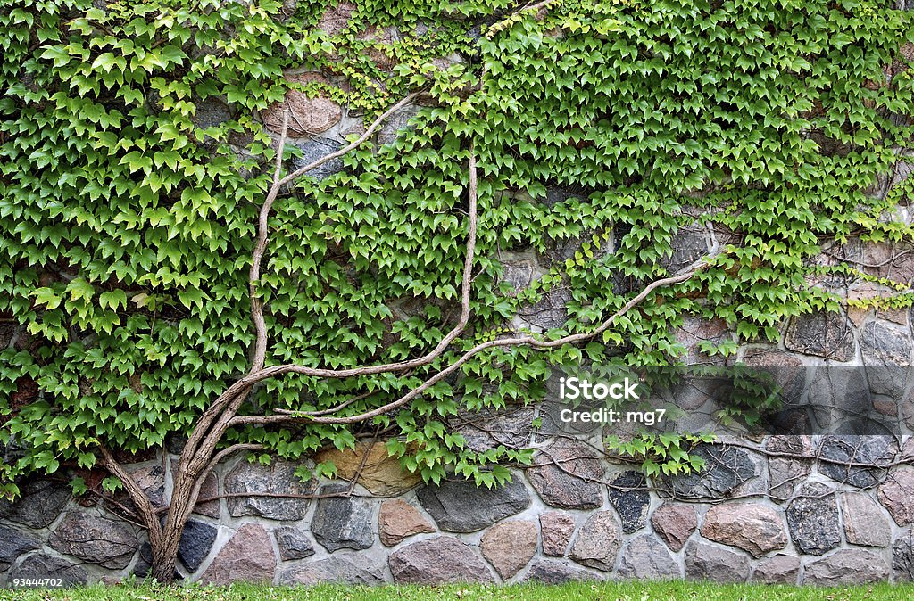 Parra crecimiento de la pared de rocas - Foto de stock de Parra libre de derechos