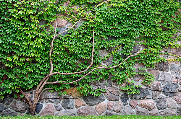 parra crecimiento de la pared de rocas - ivy wall green vine fotografías e imágenes de stock