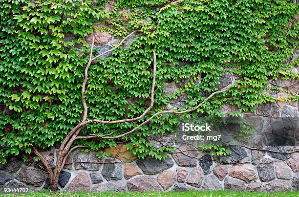 Parra Crecimiento De La Pared De Rocas Foto de stock y más banco de imágenes de Parra - Parra, Pared, Crecimiento