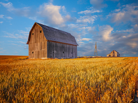 Antique barn in corn field in Idaho, Two story old barn, unpainted barn, weathered barn in Idaho