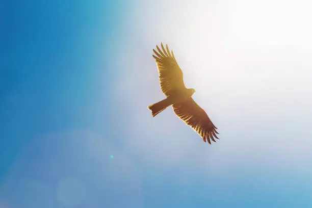 Photo of Eagle in  Sky .Sun shining.