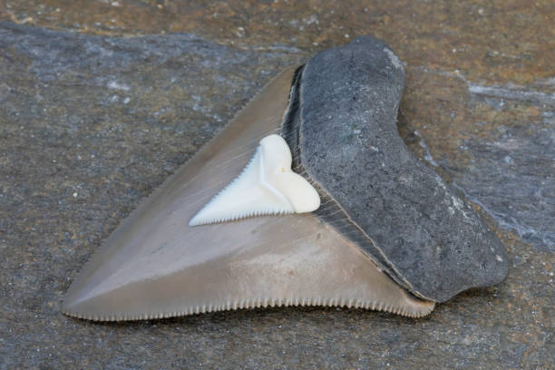 ภาพถ่ายเปรียบเทียบ - ฟอสซิล megalodon ฟันฉลาม vs. ฟันฉลามขาวสมัยใหม่ - เม็กกาโลดอน ภาพสต็อก ภาพถ่ายและรูปภาพปลอดค่าลิขสิทธิ์