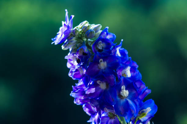istock a bouquet of bright spring flowers of various types 934483374