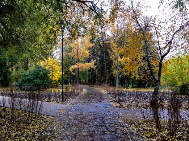 Alley in autumn Park with yellow and green leaves