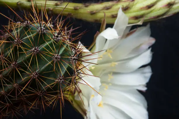 Cactus flowers echinopsis tubiflora, selective focus, black background