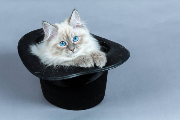 istock Portrait of Siberian kitten, studio shoot 934492324