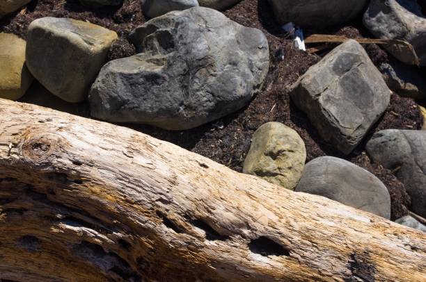 istock driftwood, washed up by the sea on a pebble beach 934492604