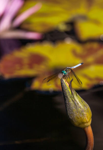 istock Blue dasher male dragonfly Pachydiplax longipennis 934493004