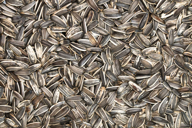 istock Sunflower seeds background. Macro photography. 934495856