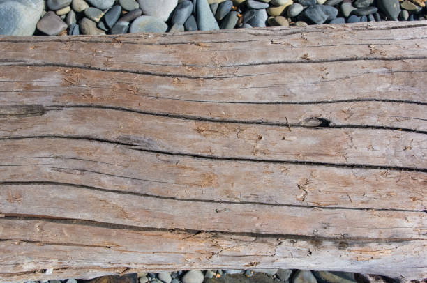 driftwood, washed up by the sea on a pebble beach on a warm summer day