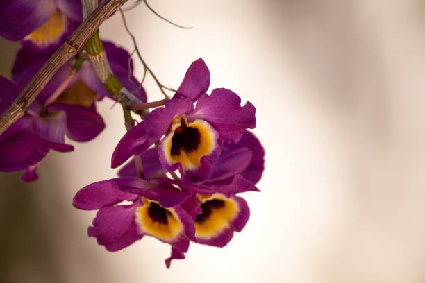 istock White and purple Dendrobium Orchid 934498386