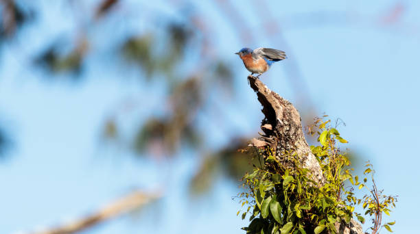 istock Eastern Bluebird Sialia sialis perches in a tree 934498394