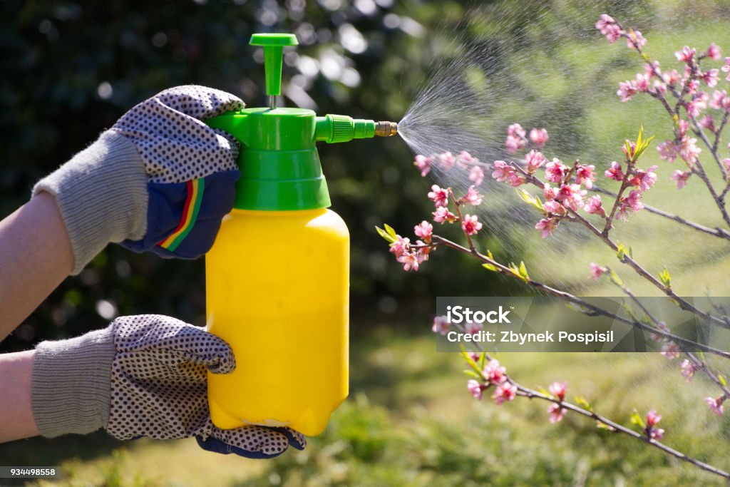 Spraying a blooming fruit tree against pests Woman with gloves spraying a blooming fruit tree against plant diseases and pests. Use hand sprayer with pesticides in the garden. Crop Sprayer Stock Photo