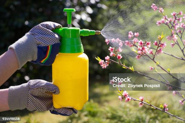 Spraying A Blooming Fruit Tree Against Pests Stock Photo - Download Image Now - Crop Sprayer, Insecticide, Spraying