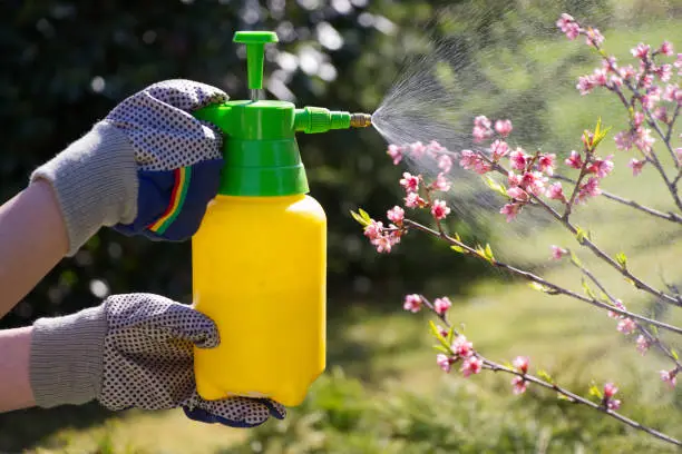 Woman with gloves spraying a blooming fruit tree against plant diseases and pests. Use hand sprayer with pesticides in the garden.