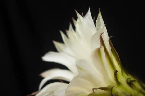 Cactus flowers echinopsis tubiflora, selective focus, black background