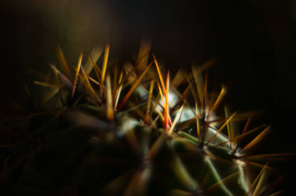 istock Cactus echinopsis tubiflora 934499246