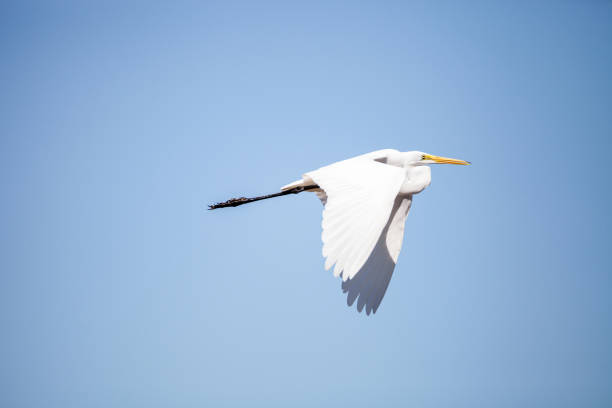 istock Flying Great egret bird Ardea alba 934502292