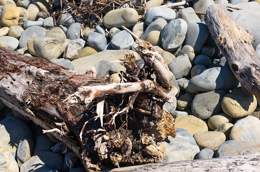driftwood, washed up by the sea on a pebble beach on a warm summer day