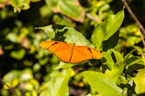 istock Orange Julia butterfly known as Dryas Julia 934506404