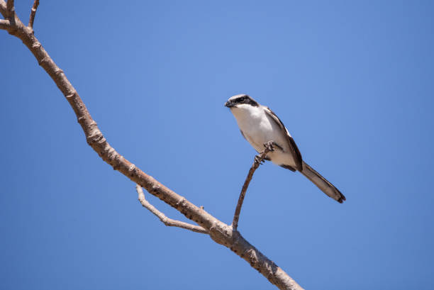 istock Loggerhead shrike bird Lanius ludovicianus 934508946