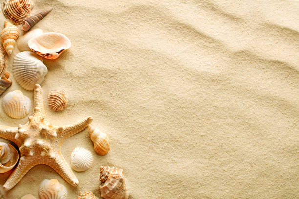 Seashells and starfish on sand top view of sandy background with dunes, seashells and starfish conch shell photos stock pictures, royalty-free photos & images