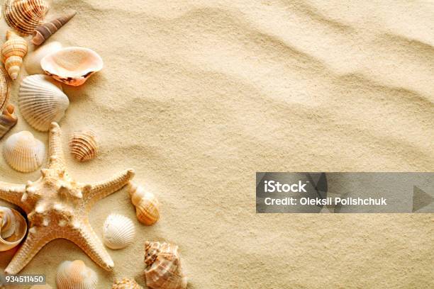 Seashells And Starfish On Sand Stock Photo - Download Image Now - Beach, Sand, Animal Shell