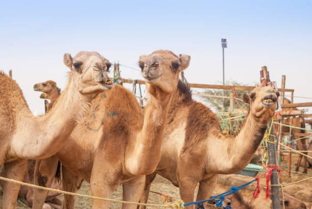 istock Camels at the Camel Market in Al Ain 934511496