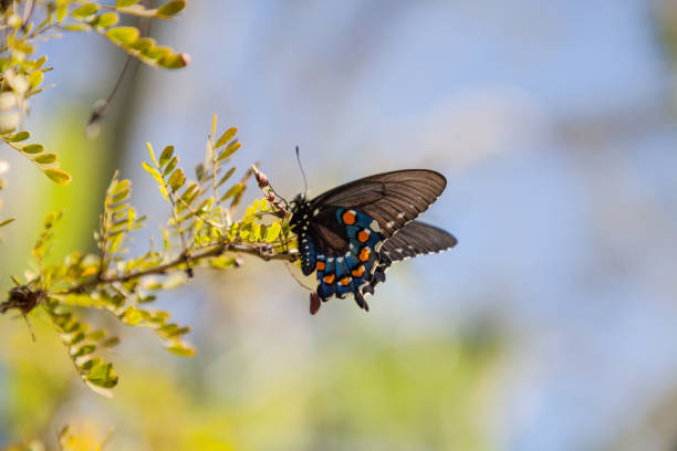 istock Pipevine Swallowtail butterfly Battus philenor 934511536