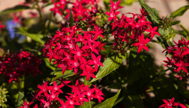 istock Graffiti Red Lace Star Flower Pentas lanceolata 934516158