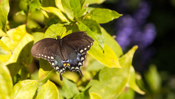 istock Blue spicebush swallowtail butterfly Pterourus troilus 934518626